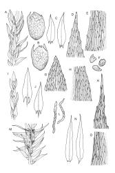 Pohlia. A–E: P. australis. A, portion of shoot. B, gemmae. C, leaves. D, leaf apex. E, mid laminal cells at margin. F–J: P. camptotrachela. F, gemmae. G, leaf apex. H, mid laminal cells from costa to margin. I, portion of shoot. J, leaves. K–O: P. ochii. K, leaf apex. L, gemmae. M, portion of shoot. N, leaves. O, mid laminal cells from costa to margin. P. australis drawn from holotype, A.J. Fife 5487, CHR 104235. P. camptotrachela drawn from J. Child 5833, CHR 430885. P. ochii drawn from A.J. Fife 6813, CHR 405619.
 Image: R.C. Wagstaff © Landcare Research 2020 CC BY 4.0